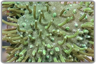 Green Umbrella Leather